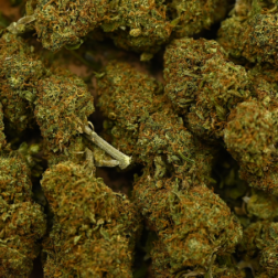 Fleurs de CBD Candy Kush, têtes résineuses, saveurs sucrées