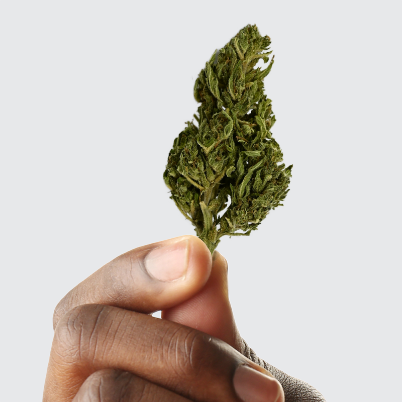 Fleur de CBD - EUPHORIA Fleur de CBD - EUPHORIA