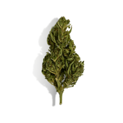 Fleurs de CBD Euphoria, relaxation, vaporisation et infusion