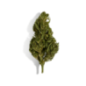 Fleur de CBD - EUPHORIA Fleur de CBD - EUPHORIA
