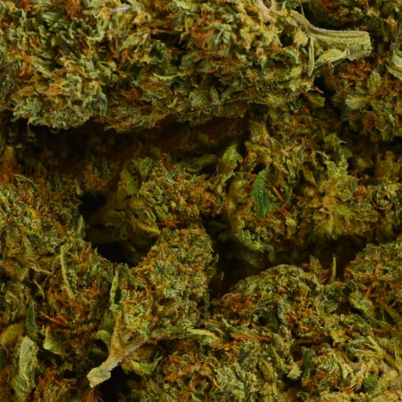 Fleur de CBD - SHERBET