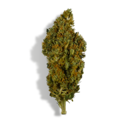 Fleurs de CBD Sherbet, énergie, vaporisation et infusion