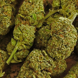Fleurs de CBD OG Diamond, indoor, plus de 7% de CBD