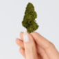 Fleur de CBD - BZ1 Fleur de CBD - BZ1