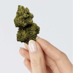Fleur de CBD RAINBOW KUSH, têtes colorées, saveurs fruitées