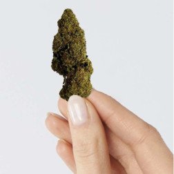 Fleur de CBD RASPBERRY HAZE, culture greenhouse, plus de 16% CBD