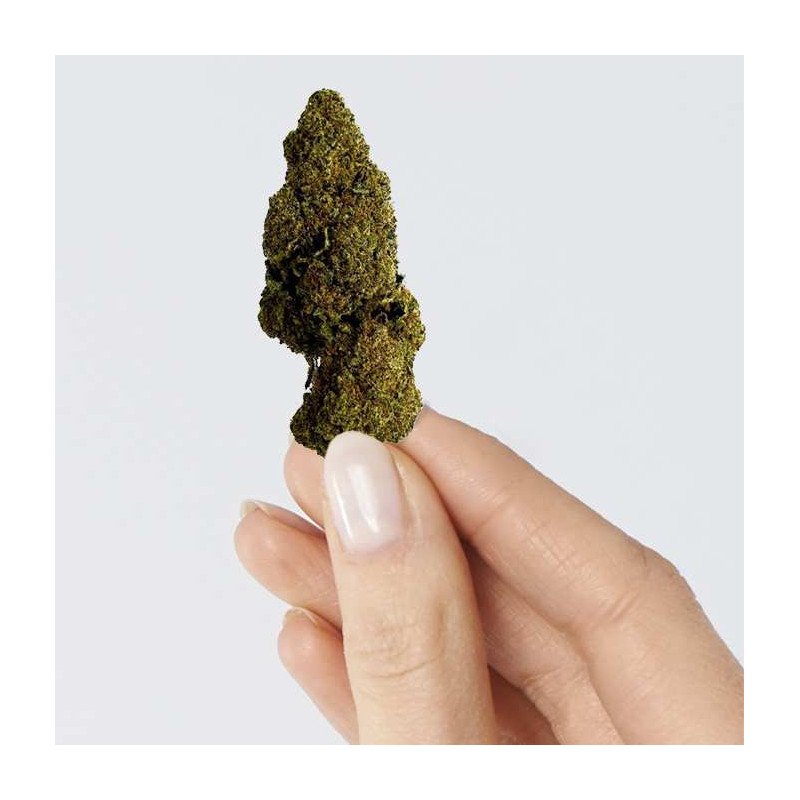 Fleur de CBD - RASPBERRY HAZE Fleur de CBD - RASPBERRY HAZE