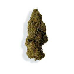 Fleur de CBD - RASPBERRY HAZE, cultivée en greenhouse en Italie avec plus de 16% de CBD. Saveurs fruitées de framboise