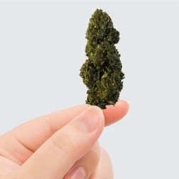 Fleurs de CBN/CBC - Gelato, têtes résineuses, saveurs sucrées