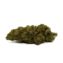 La Fleur de CBD Orange Bud avec des arômes d'agrumes frais et des fleurs soyeuses cultivées en serre premium italienne