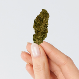 Fleurs de CBD Lemon Haze, têtes résineuses, saveurs citronnées