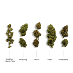 Présentation des variétés incluses - Amnesia Haze, Small Bud Fruity, White Dawg, Bubblegum, Purple Cookie