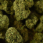 Fleur de CBD - BUBBLEGUM Fleur de CBD - BUBBLEGUM